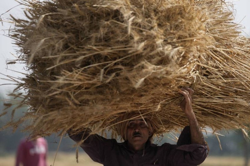 موجة حارة تعصف بمحصول القمح في الهند وتعيق خطط التصدير