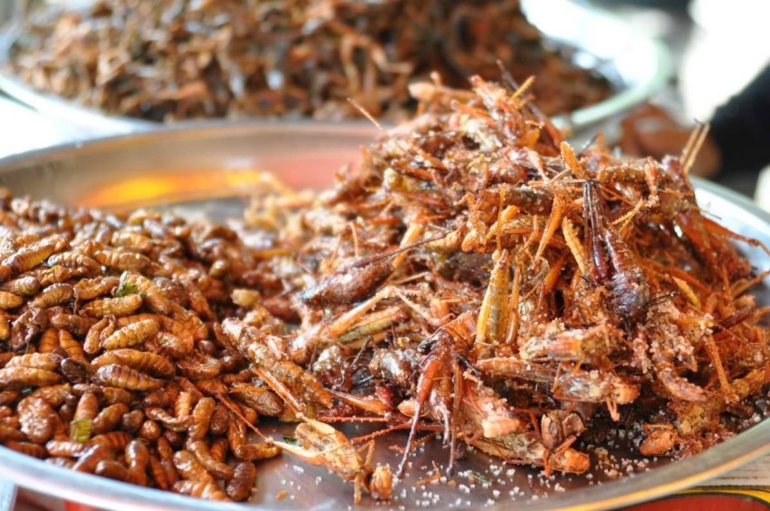 دراسة: استبدال بروتين الحشرات باللحوم يقلل الاحتباس الحراري 80%