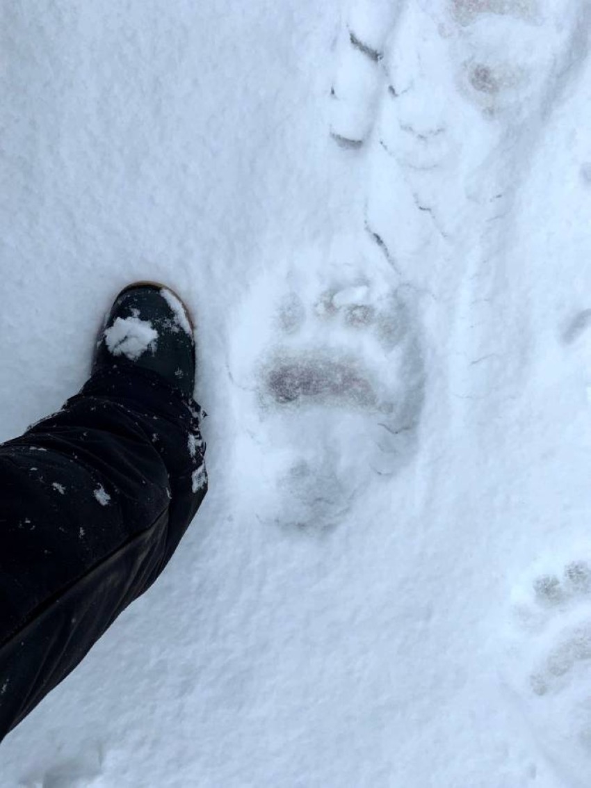 ظهور نادر لدب قطبي في جنوب كندا