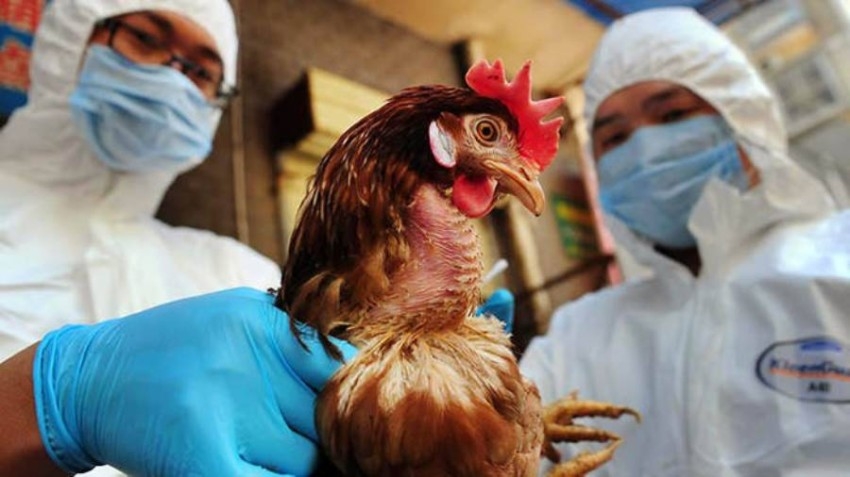 قتل ملايين الطيور الداجنة في فرنسا بسبب إنفلونزا الطيور
