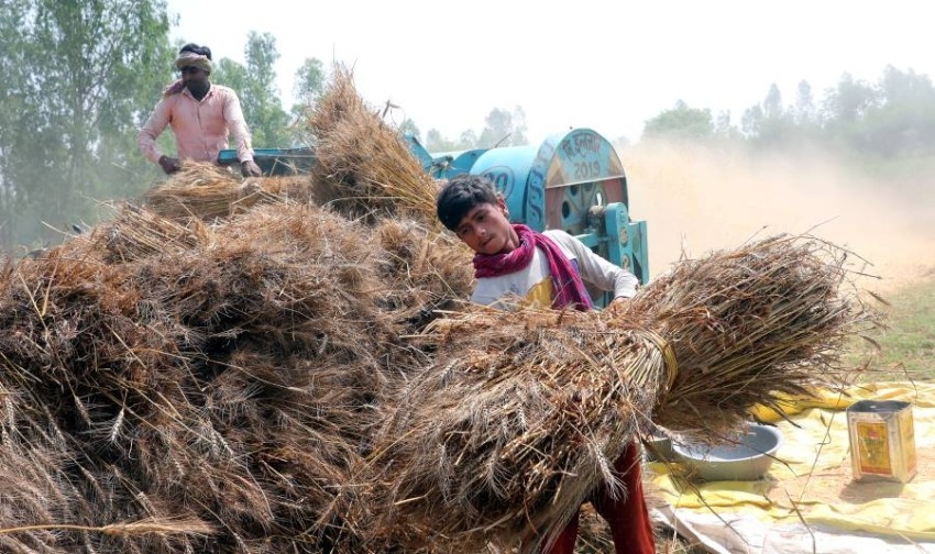 الهند تتوقع تراجع إنتاجها من القمح إلى 105 ملايين طن