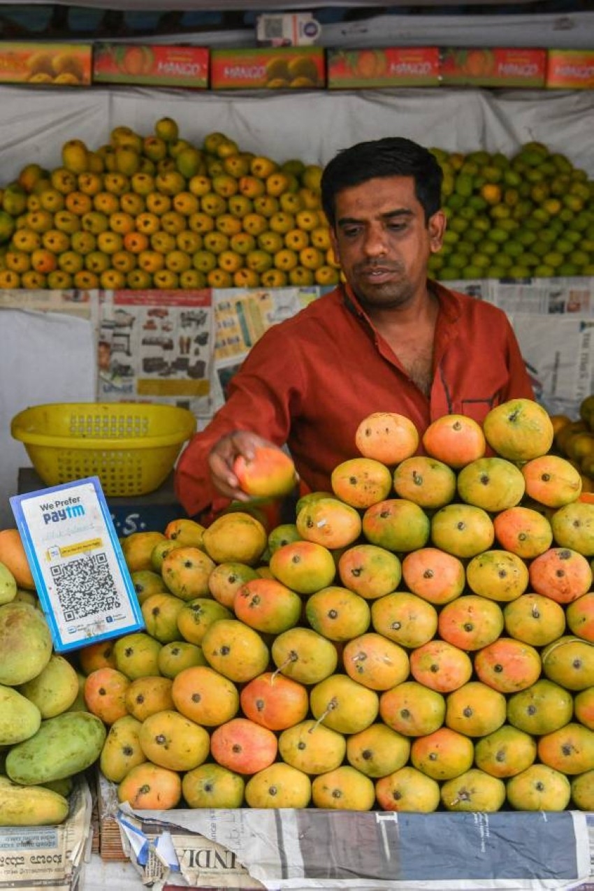 Mango Mandi سوق حصري للمانجو في الهند