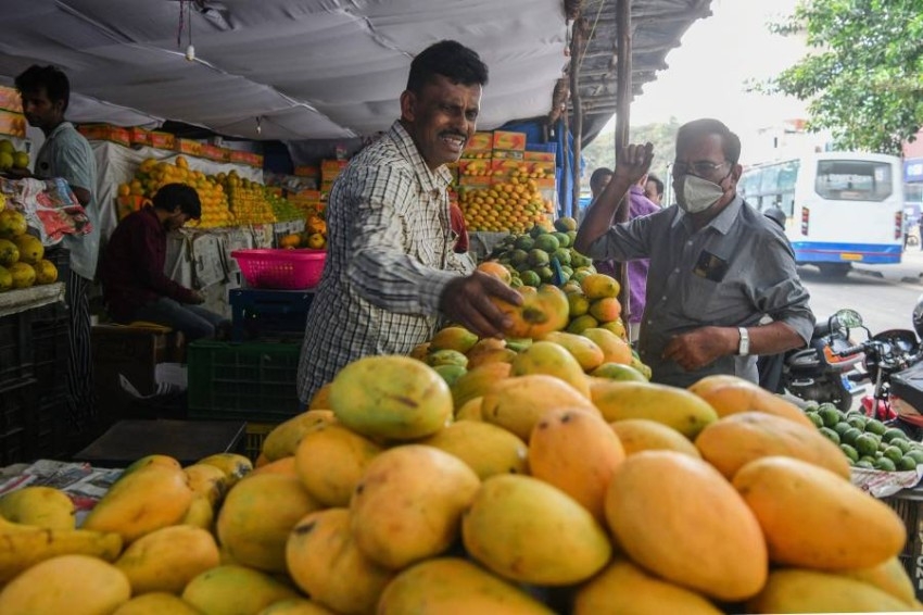 Mango Mandi سوق حصري للمانجو في الهند