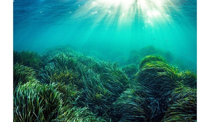 1.3 مليون طن مخزون أعشاب المحيطات من السكر