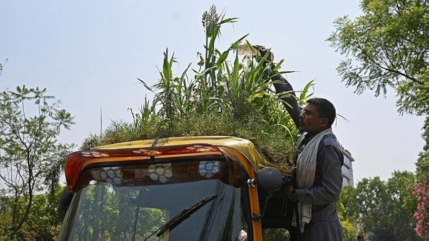 سائق هندي يحوّل سقف «توك توك» إلى «حديقة» تقي الركّاب حرّ نيودلهي
