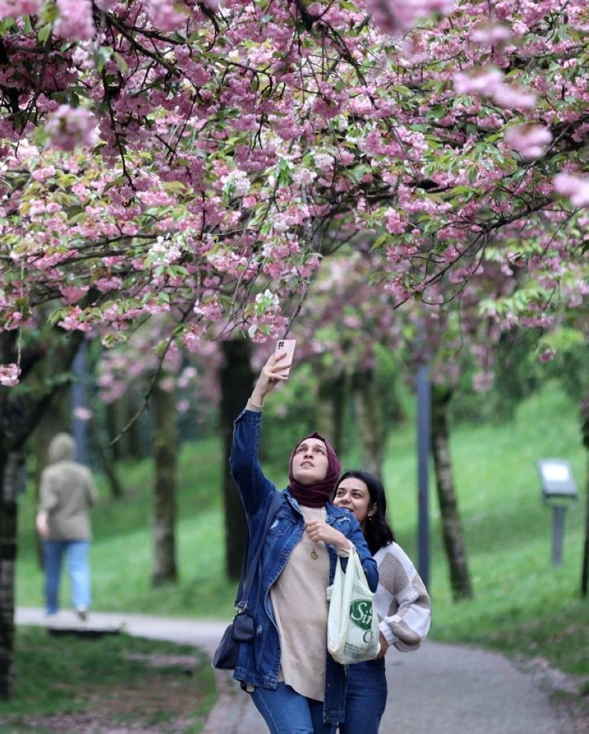 تفتح أزهار الكرز في وادي ديكمان بتركيا