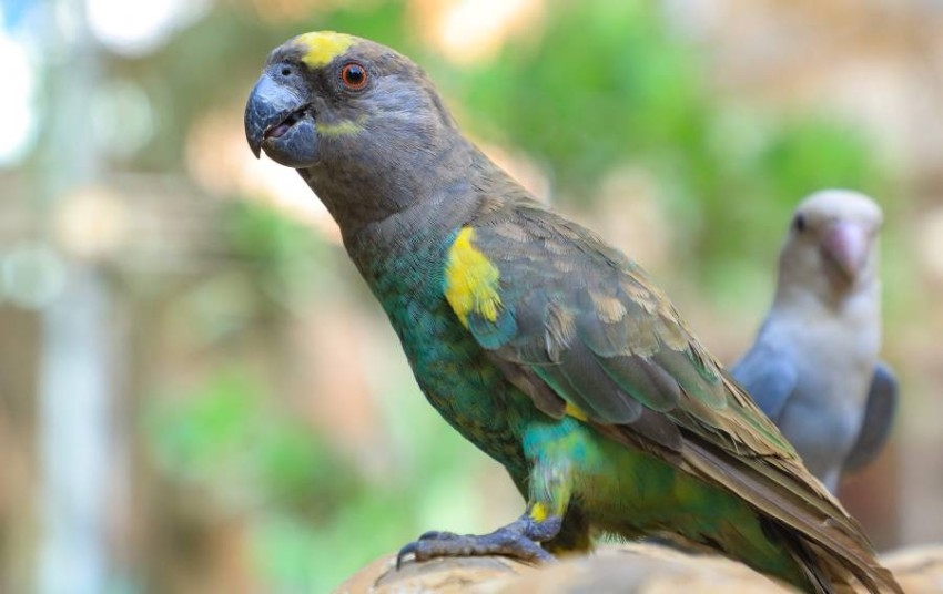 محمية طبيعية بين المساحات الخضراء تستحيل ملاذاً للطيور في الخرطوم