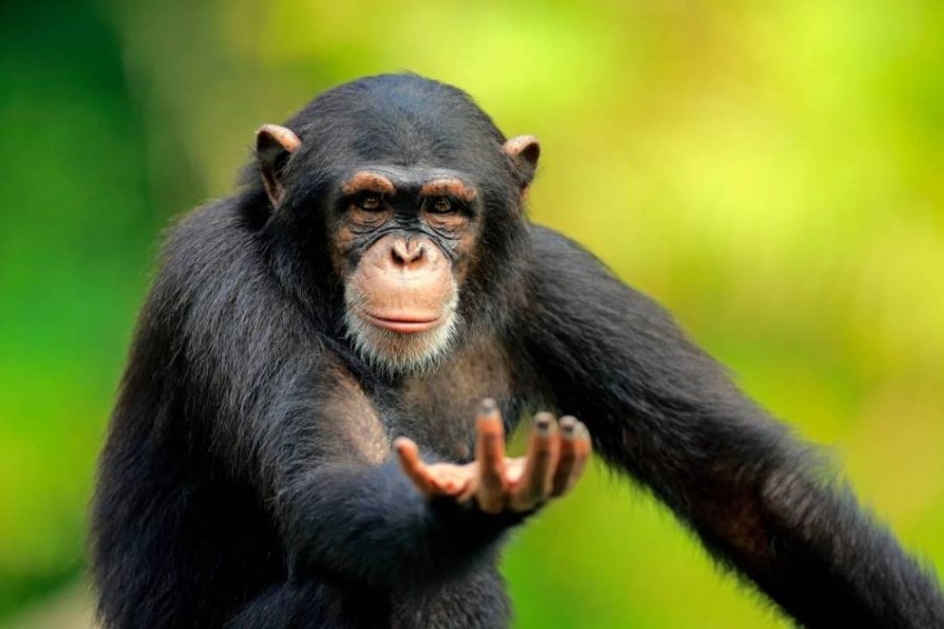 دراسة: الشمبانزي يتمتع بقدرة استثنائية على إطلاق أصوات معقدة