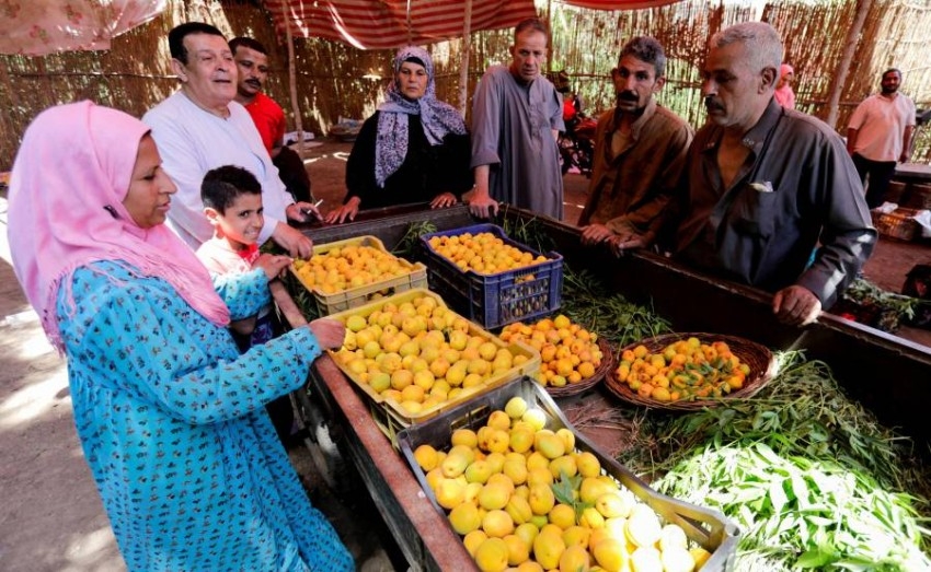 موسم حصاد المشمش يبدأ في مصر