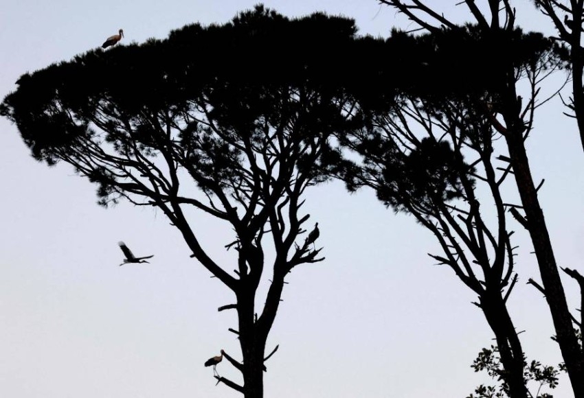 طيور اللقلق تهاجر من جنوب لبنان في رحلتها إلى أوروبا