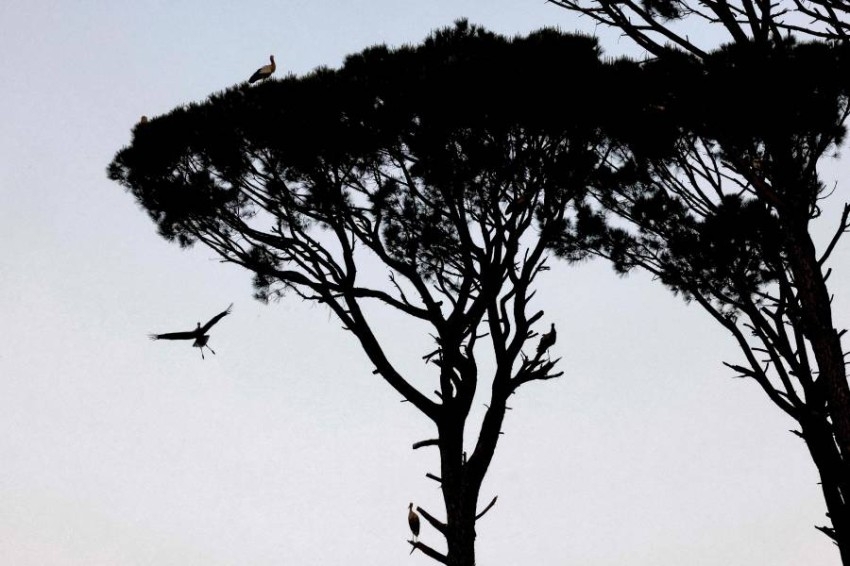 طيور اللقلق تهاجر من جنوب لبنان في رحلتها إلى أوروبا
