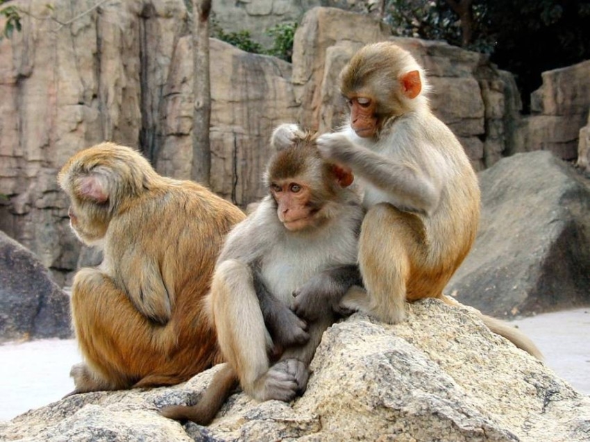 «جدرى القرود».. 4 حقائق قد تهمك عن الفيروس الجديد