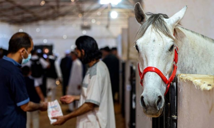 مزاد مصراته للخيول العربية في ليبيا