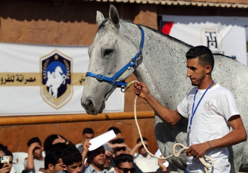 مزاد مصراته للخيول العربية في ليبيا