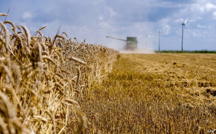 شبح المجاعة.. 530 مليون طن العجز العالمي للقمح سنوياً