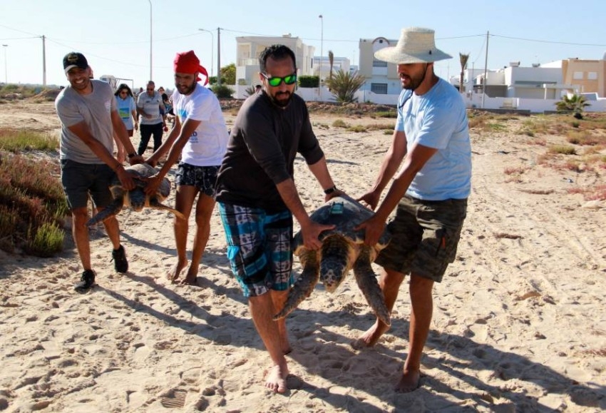 ثلاث سلاحف بحرية تعود للبحر بعد إنقاذها في تونس