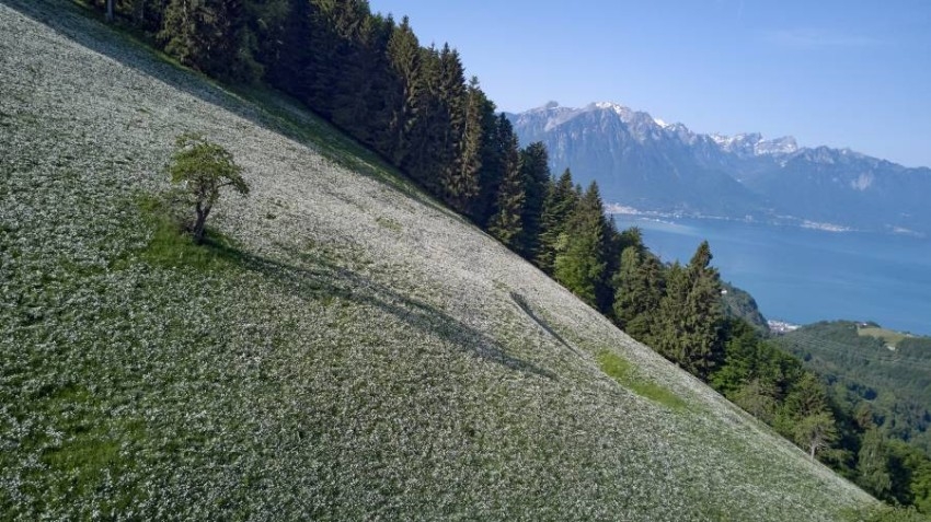 أزهار النرجس البري بأحد المروج في مونترو بسويسرا
