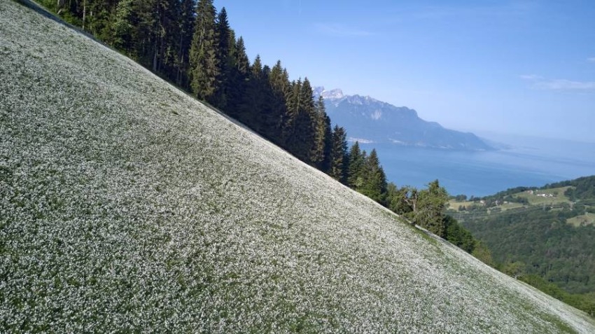 أزهار النرجس البري بأحد المروج في مونترو بسويسرا