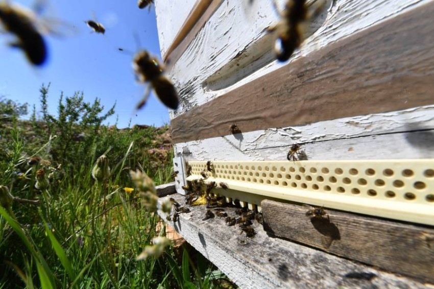 دمج التكونولوجيا بخلايا النحل في تونس