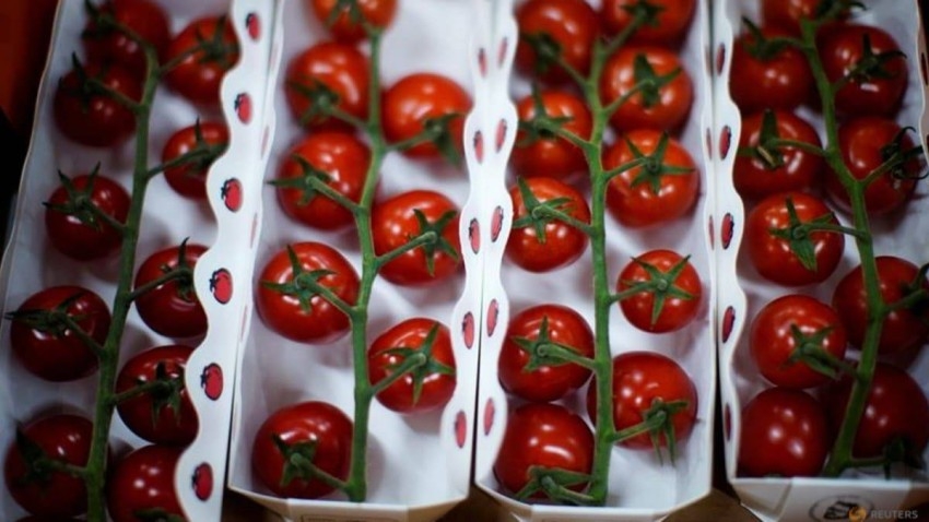 طماطم معدلة وراثياً لإنتاج فيتامين د ومكافحة السرطان