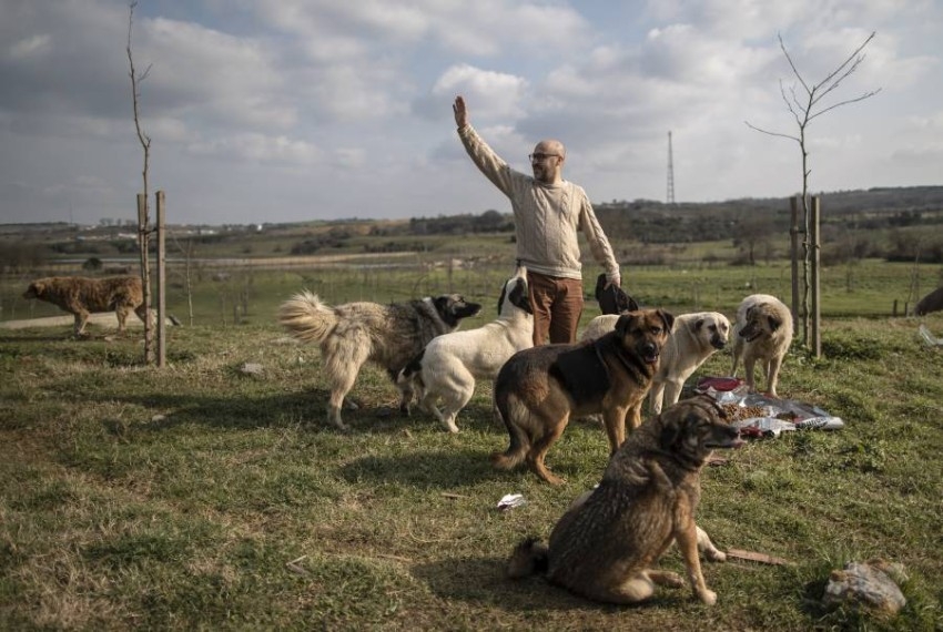 "ميرت أككوك" تركي يستقبل الحيوانات المصابة والمريضة في مزرعته