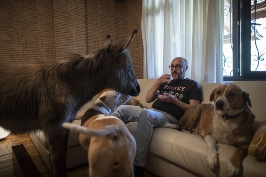 "ميرت أككوك" تركي يستقبل الحيوانات المصابة والمريضة في مزرعته