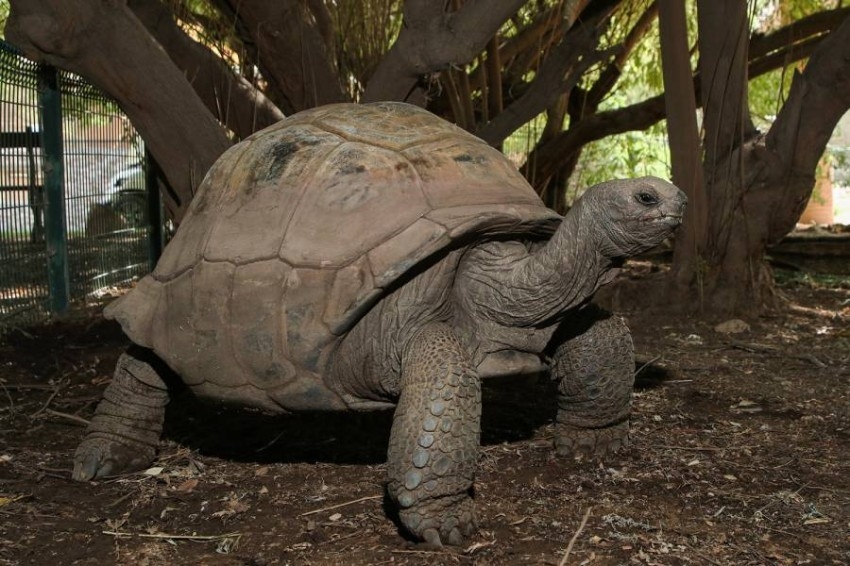 حديقة حيوانات العين تحتضن ثاني أكبر السلاحف في العالم