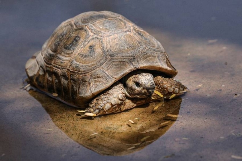 حديقة حيوانات العين تحتضن ثاني أكبر السلاحف في العالم