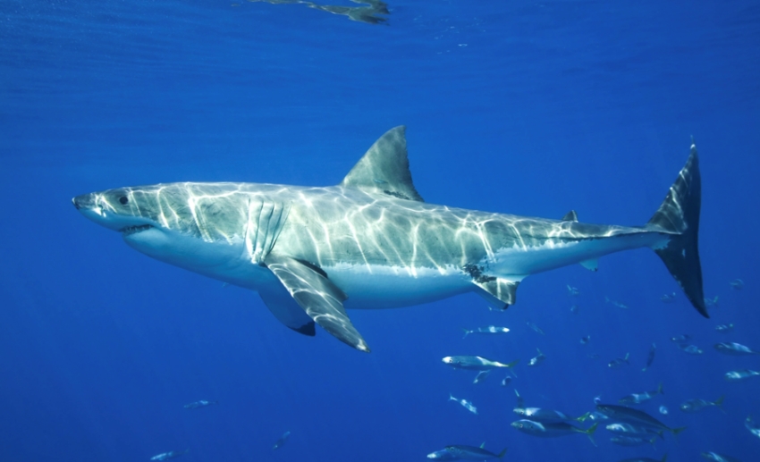 دراسة: القرش الأبيض الكبير استفاد من انقراض «ميغالودون»