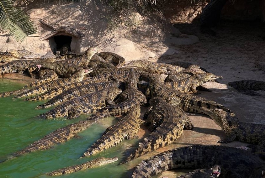 800 تمساح في أكبر حديقة للزواحف بتونس