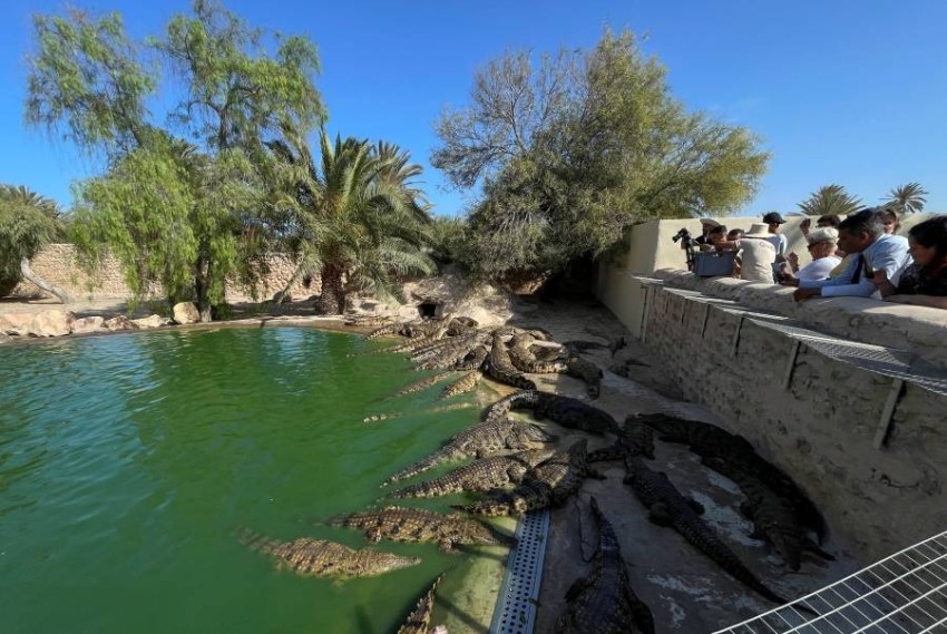 800 تمساح في أكبر حديقة للزواحف بتونس