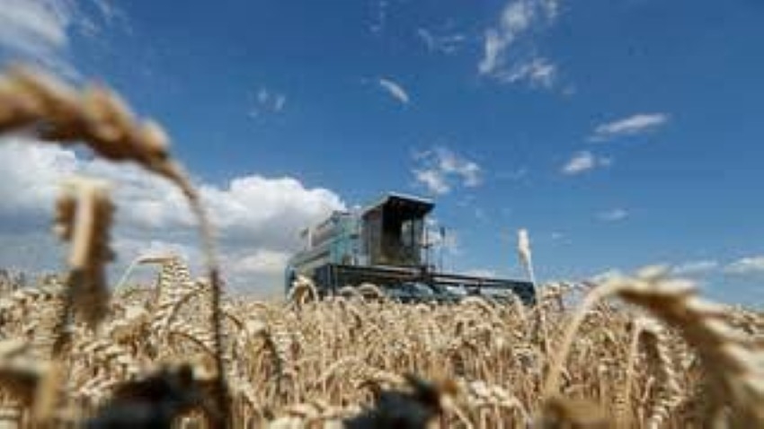 50 % انخفاضاً في صادرات أوكرانيا من القمح