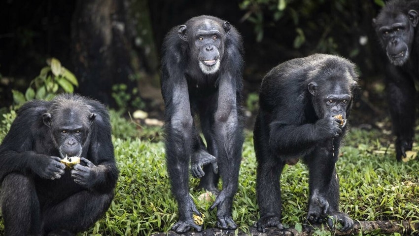 علماء يكافحون تهريب الشامبانزي من الحمض النووي