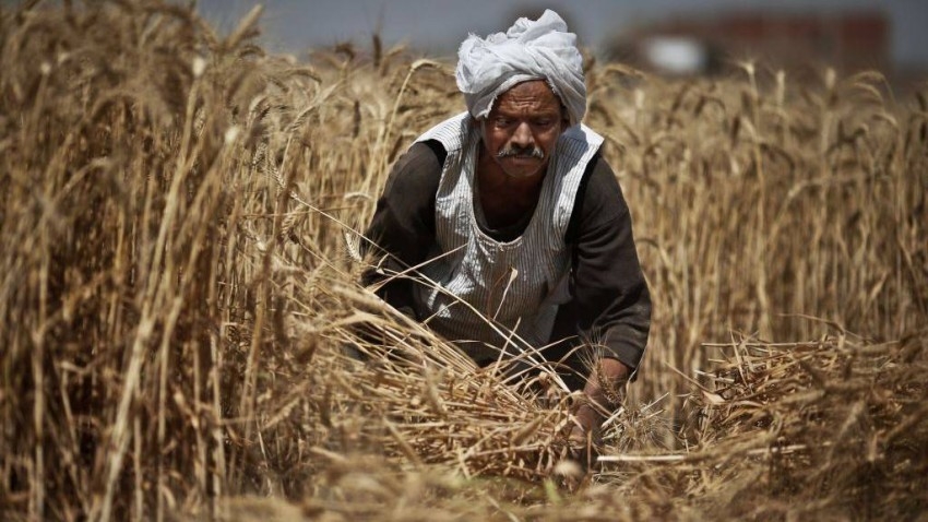 600 مليون دولار تستقبلها مصر لدعم واردات القمح