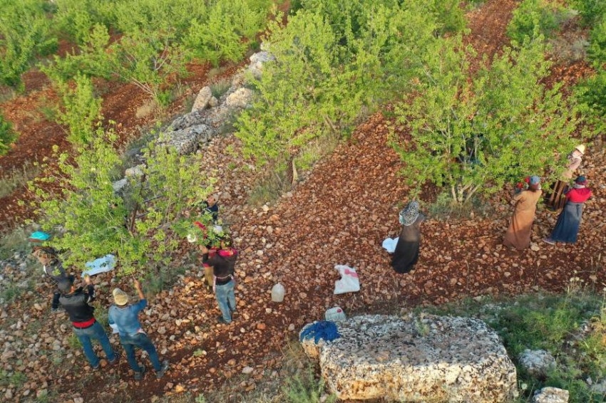 موسم حصاد الكرز في بلدة جوزيف بإدلب السورية