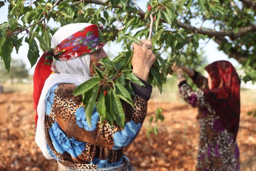 موسم حصاد الكرز في بلدة جوزيف بإدلب السورية