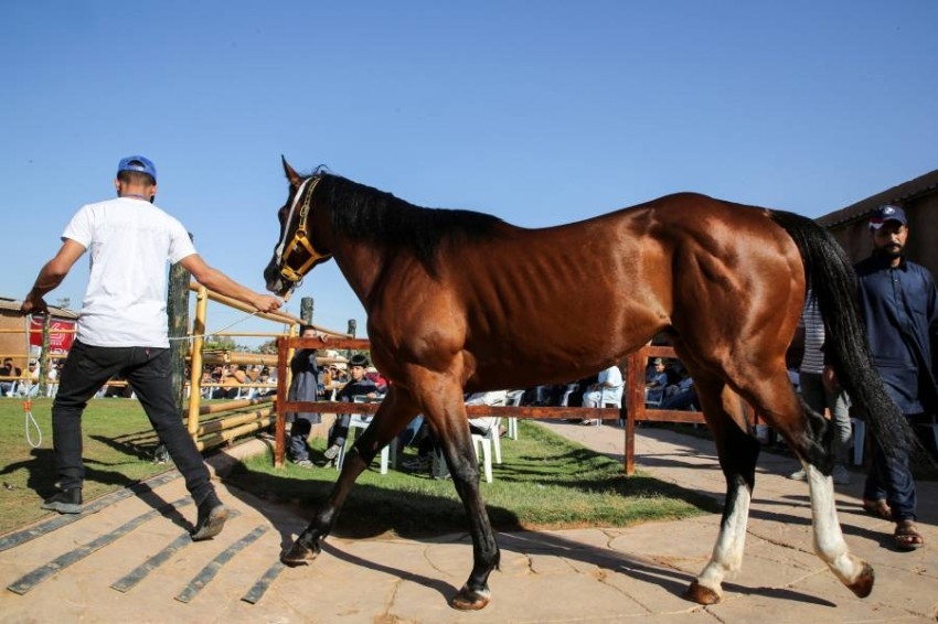 مزاد وسباق للخيول العربية الأصيلة بمصراته في ليبيا