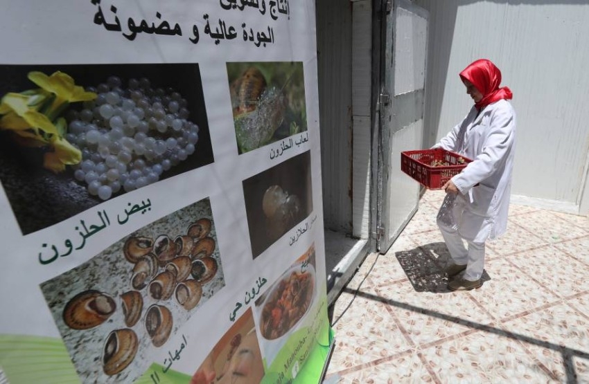 مزارع الحلزون تزداد في تونس