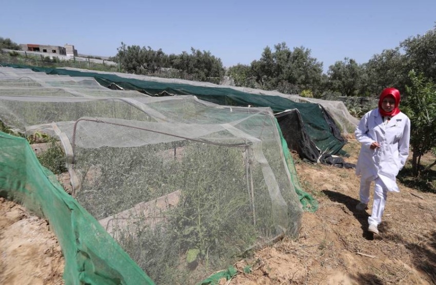 مزارع الحلزون تزداد في تونس