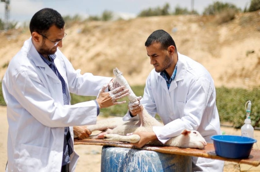 جراحو عظام غزة يعالجون الحيوانات بسبب الطلب المتزايد