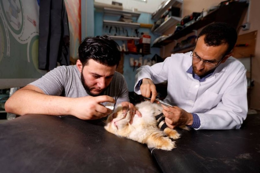 جراحو عظام غزة يعالجون الحيوانات بسبب الطلب المتزايد