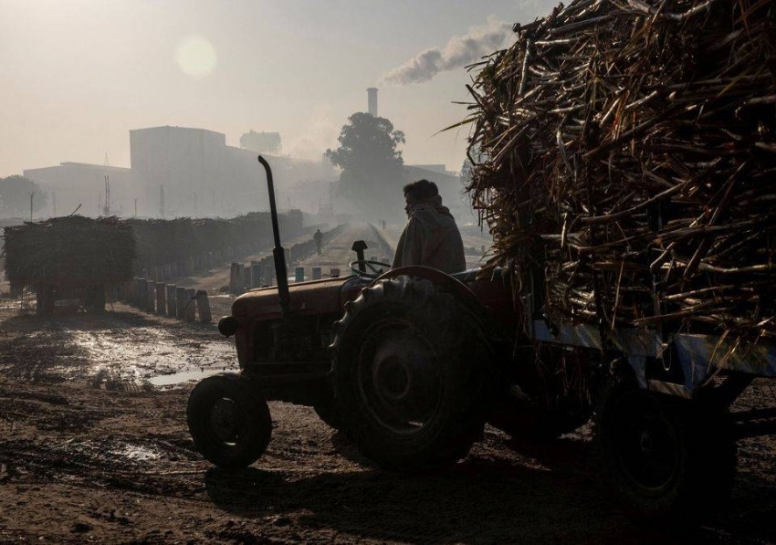 الهند ستخفض صادرات السكر بنحو الثلث في الموسم المقبل