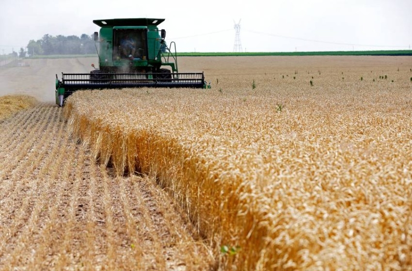 أوكرانيا تحذر من انخفاض «كبير» في حصاد الحبوب هذا العام
