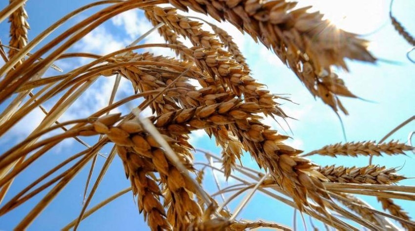 البنك الدولي يقرض تونس 130 مليون دولار لتمويل واردات القمح