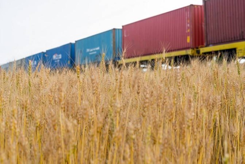 صادرات الحبوب الأوكرانية تتراجع 43% في يونيو