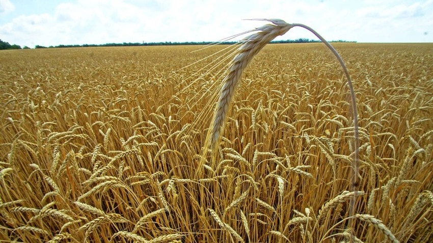 القمح «سلاح دبلوماسي» في قلب أزمة غذائية عالمية