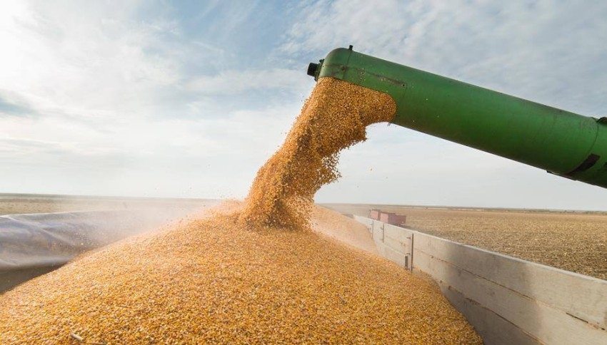 أوكرانيا: حصاد 50 مليون طن من الحبوب