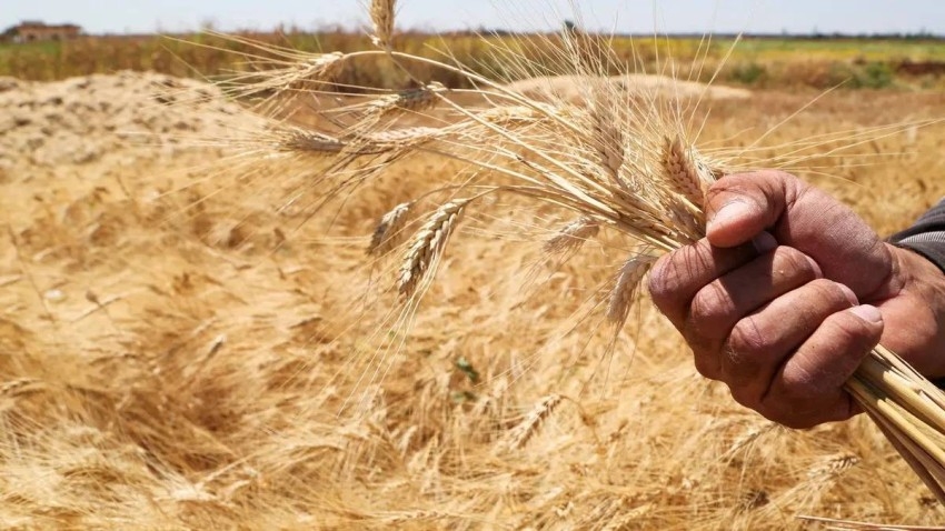 مصر تشتري 63 ألف طن من القمح الألماني