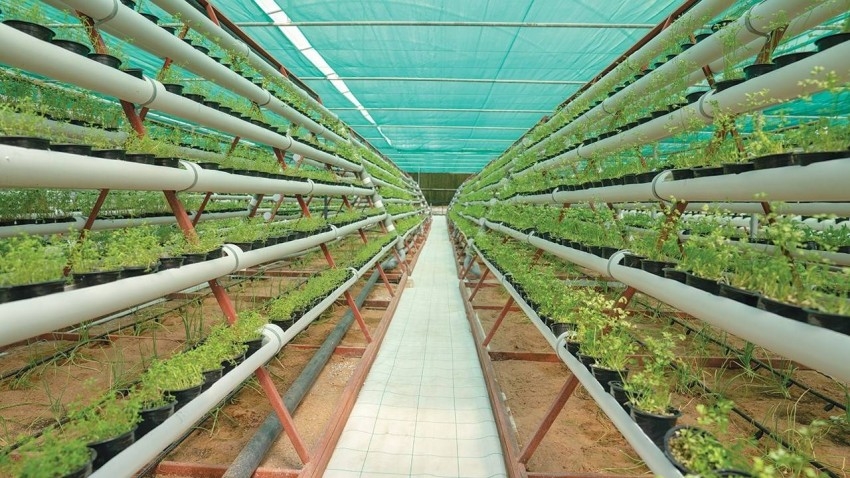 أبوظبي تطلق استراتيجية لزيادة معدلات الاستدامة الزراعية