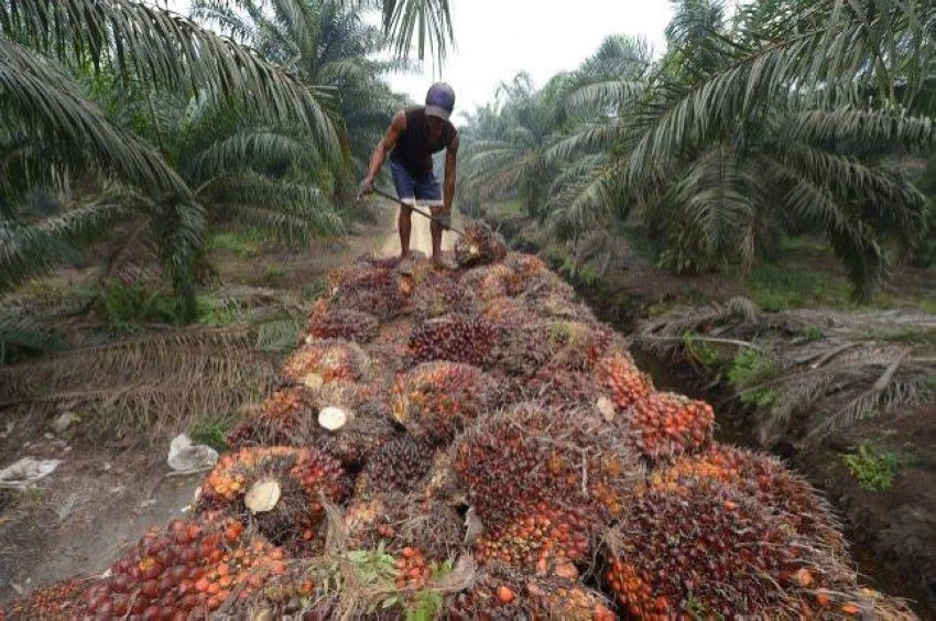 إندونيسيا تلغي الضريبة على صادرات زيت النخيل